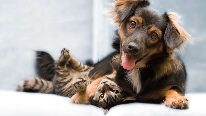 cat and puppy on bed